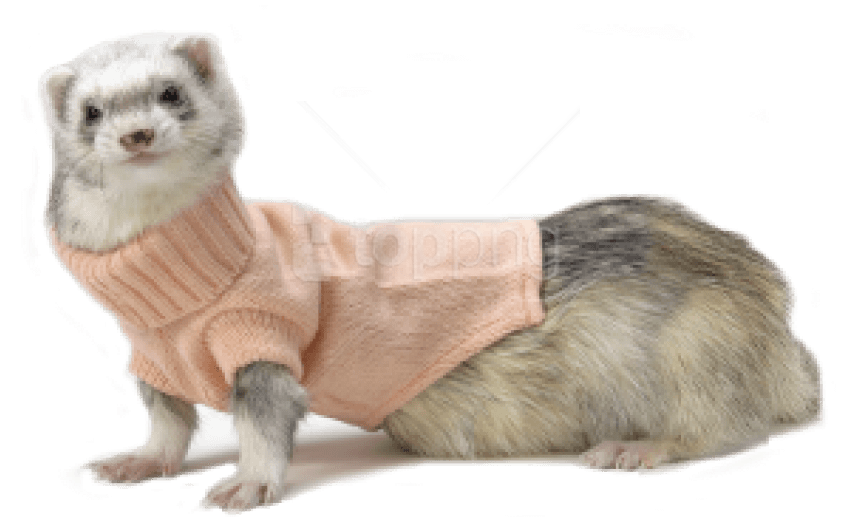 Free Png Images - Cute Ferrets In Clothes Clipart (850x734), Png Download