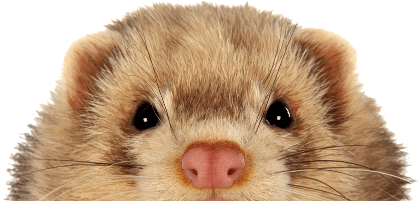 Keeping Ferrets Safe - Ferret Clipart (921x465), Png Download