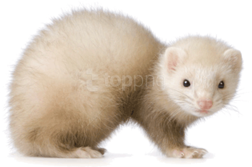 Free Png Images - Ferret White Clipart (851x564), Png Download