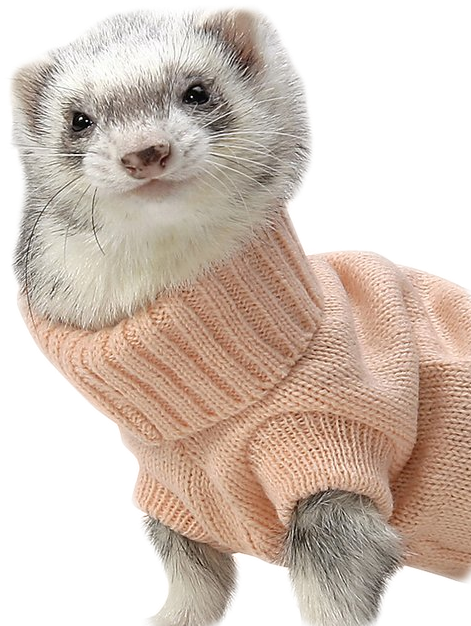 W - Cute Ferrets In Sweaters Clipart (539x655), Png Download
