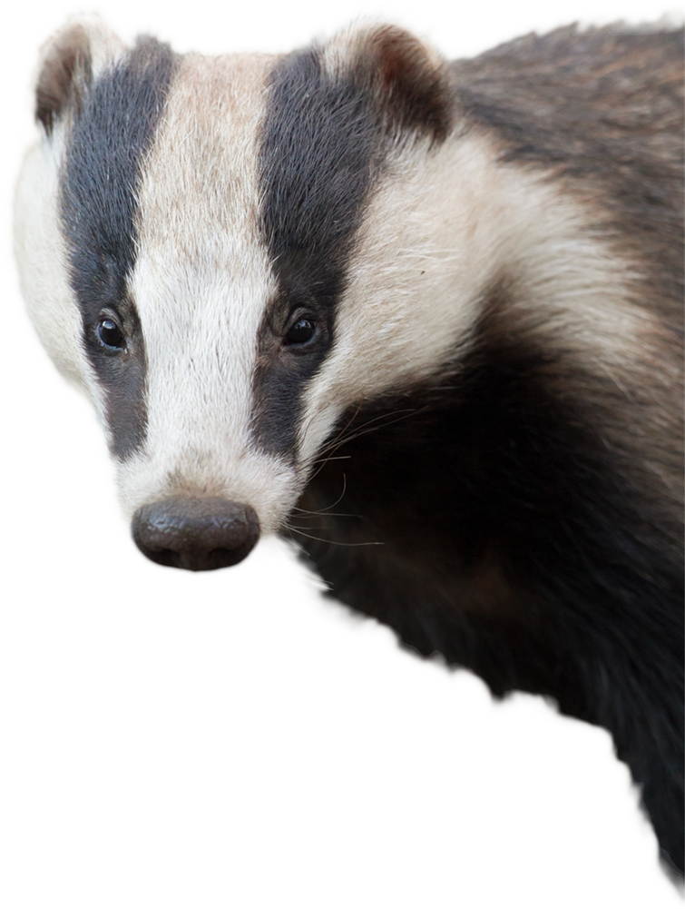 Badger With No Background Clipart (755x1001), Png Download.