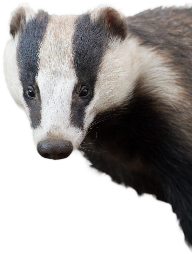 Badger With No Background Clipart (755x1001), Png Download
