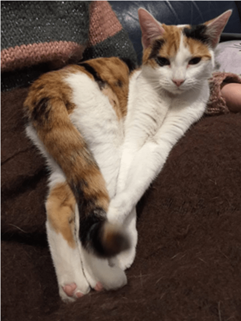 Photo Of Snickers - Squitten Clipart (638x638), Png Download