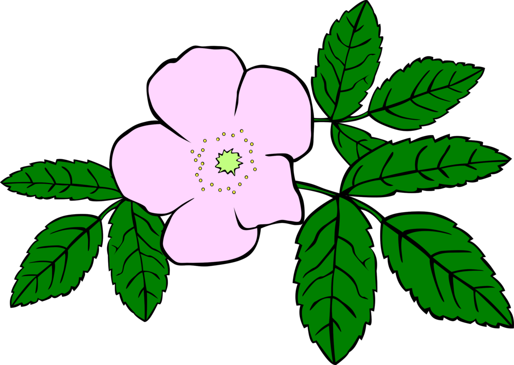 Prickly Wild Rose Drawing Download Flower Watercolor - Wild Rose Clip Art - Png Download (1056x750), Png Download