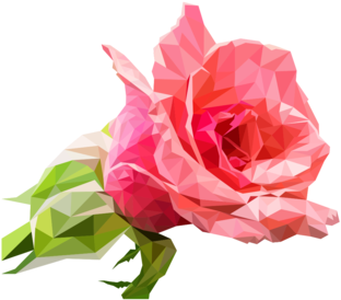 Garden Roses Drawing Cabbage Rose Cut Flowers - Garden Roses Clipart (530x750), Png Download