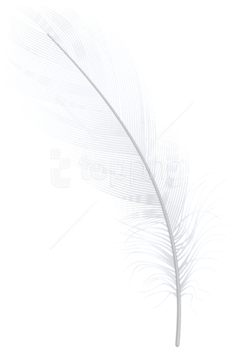 Free Png Download Feather White Png Clipart Png Photo - Illustration Transparent Png (480x713), Png Download