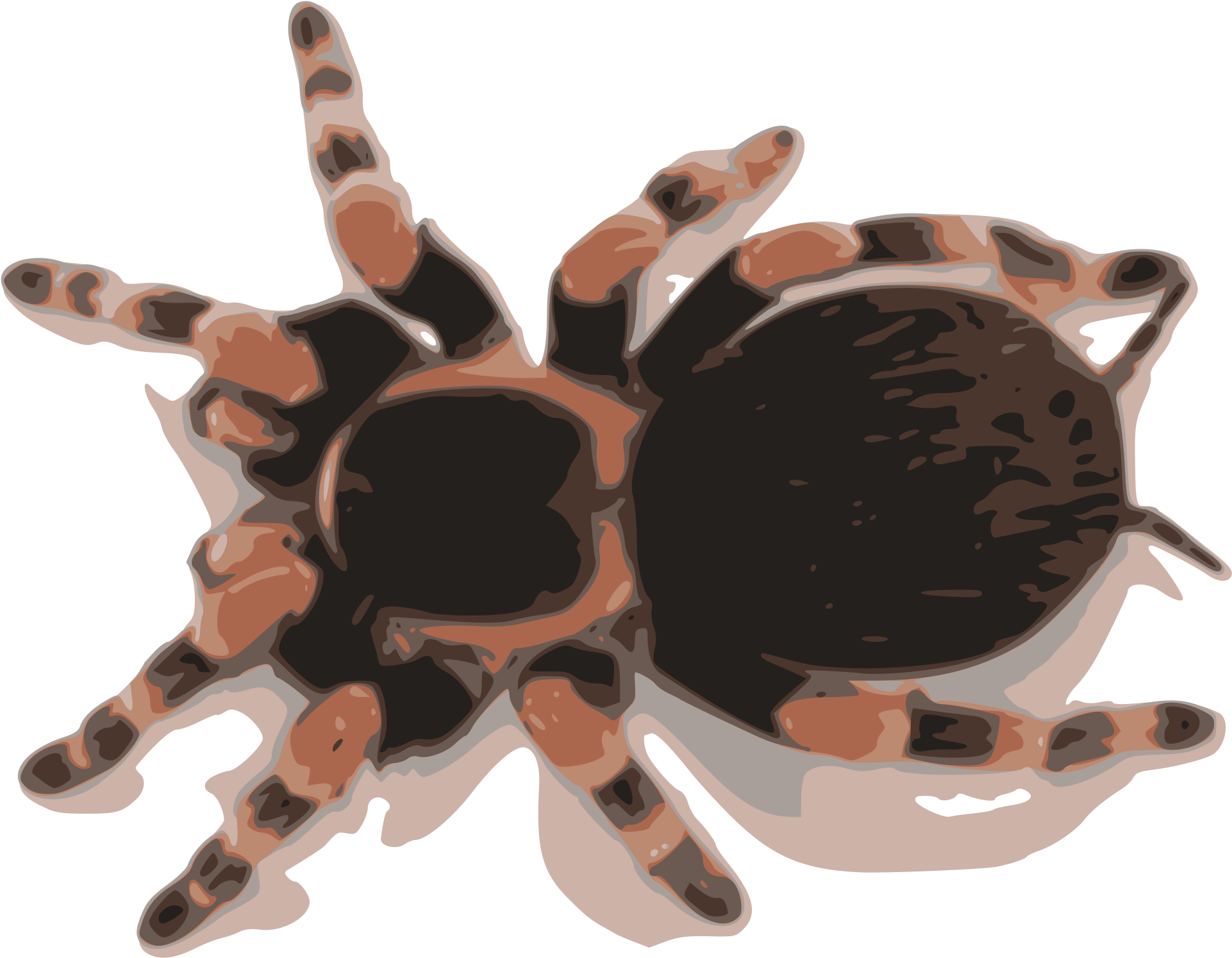 Big Image - Mexican Red Knee Tarantula Clipart (2400x3394), Png Download