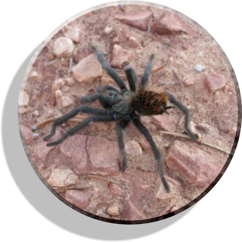 Wolf Spider Clipart (840x840), Png Download