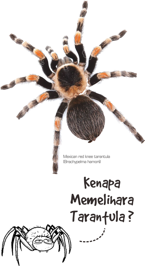 1 - Red Knee Tarantula Clipart (507x1016), Png Download