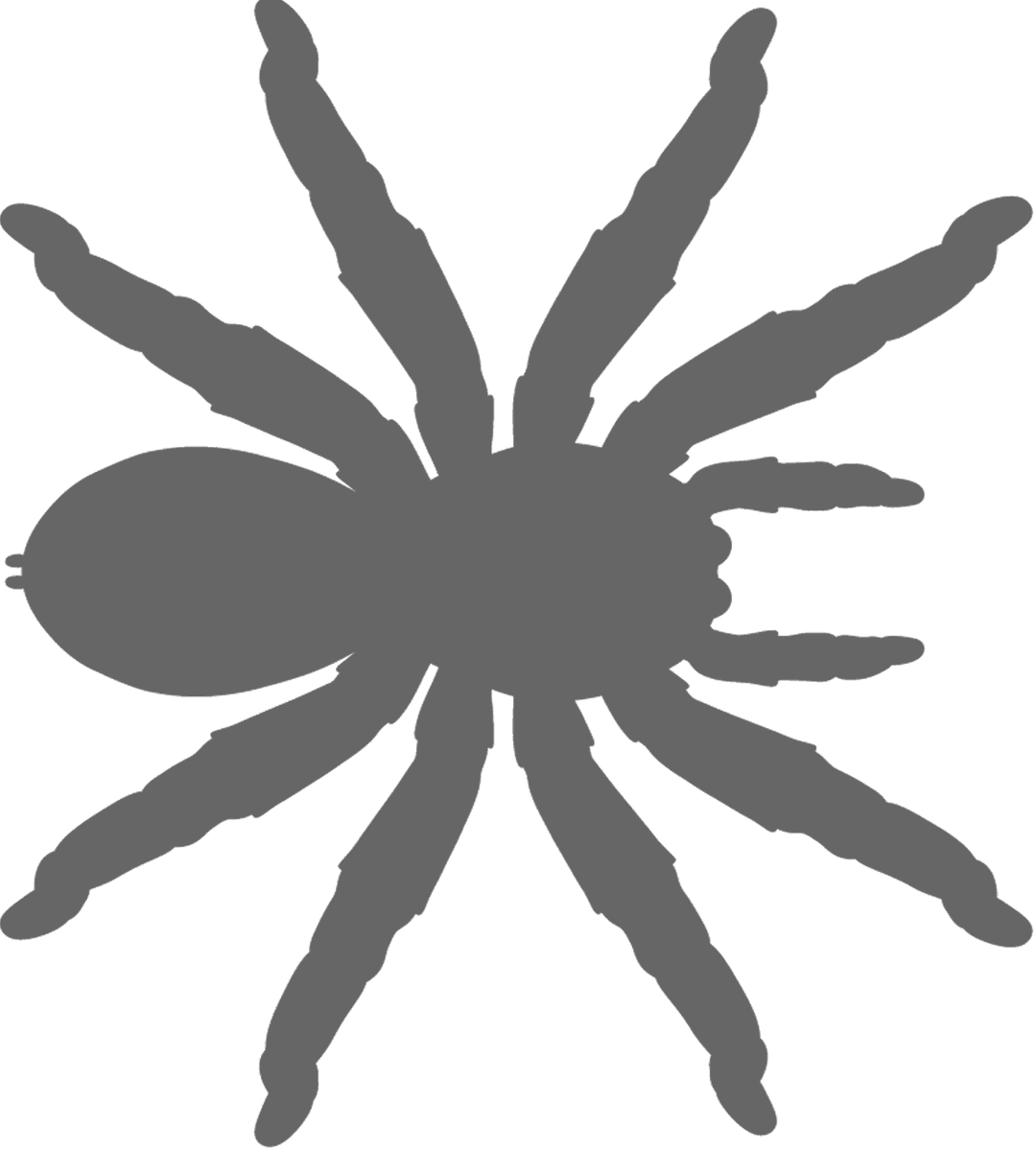 Tarantula Clipart (1080x1200), Png Download