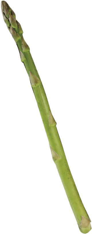 Single Asparagus - Bamboo Clipart (400x832), Png Download