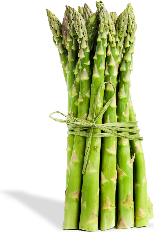 Asparagus - Stalks Stems And Shoots Clipart (533x801), Png Download
