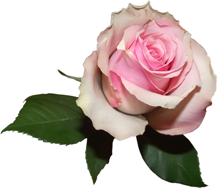 Soft Transparent Rose Png Picture - Soft Pink Flower Png Clipart (803x689), Png Download