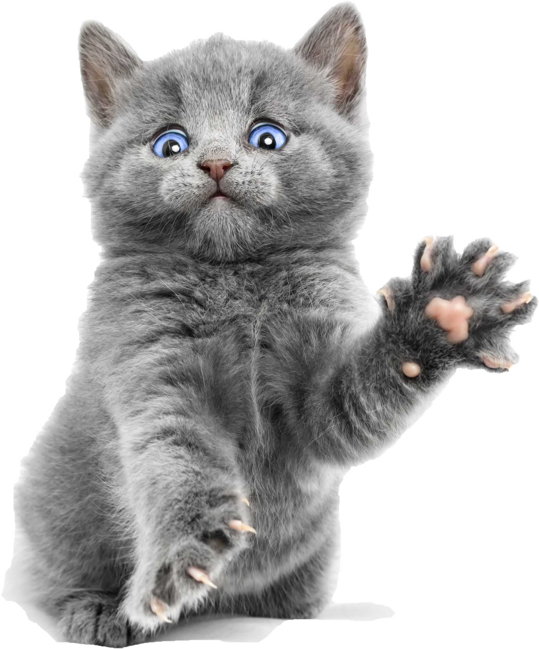 Котята на белом фоне картинки