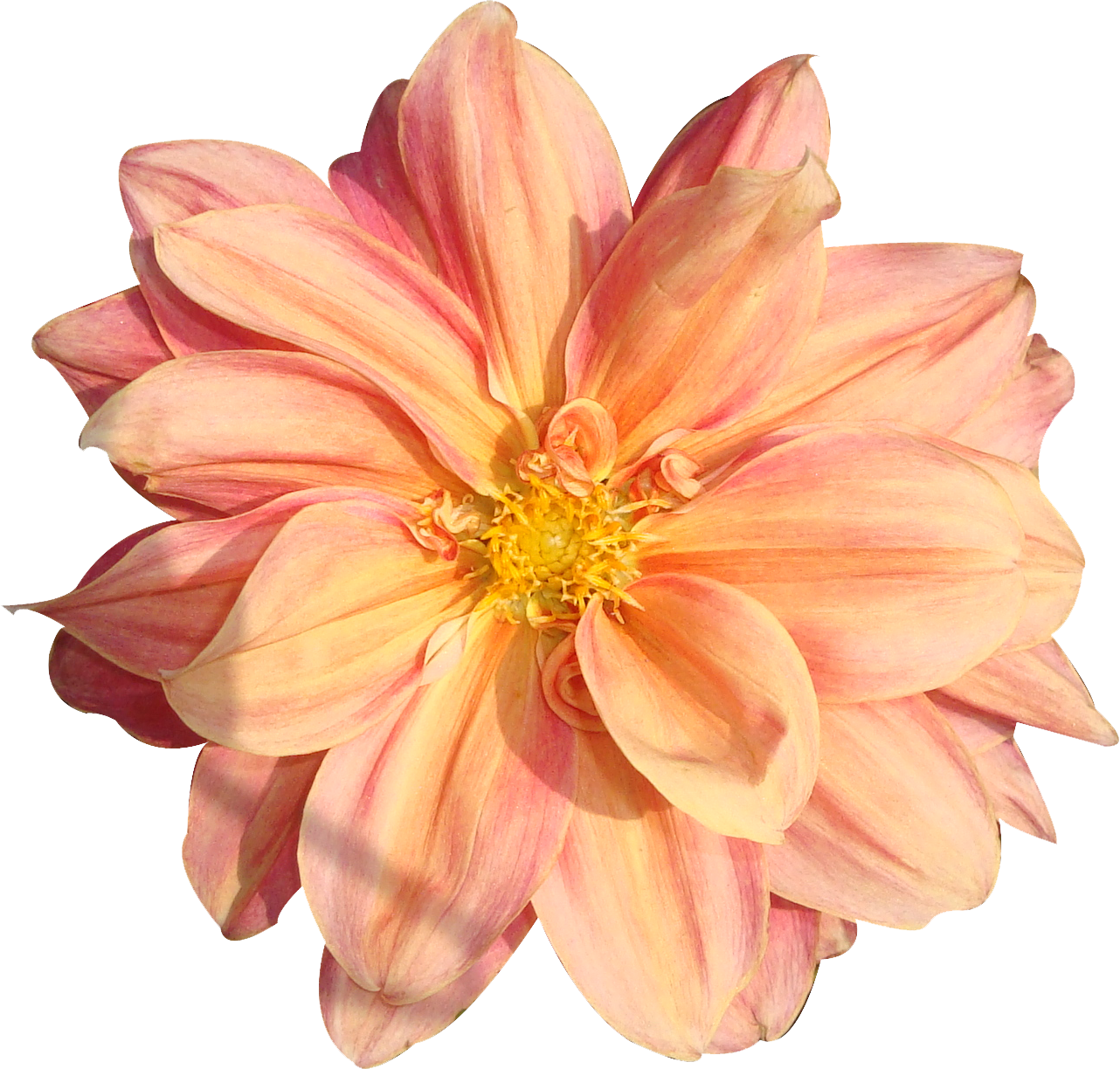 Flowers - Free Flower Png Clipart (1282x1224), Png Download