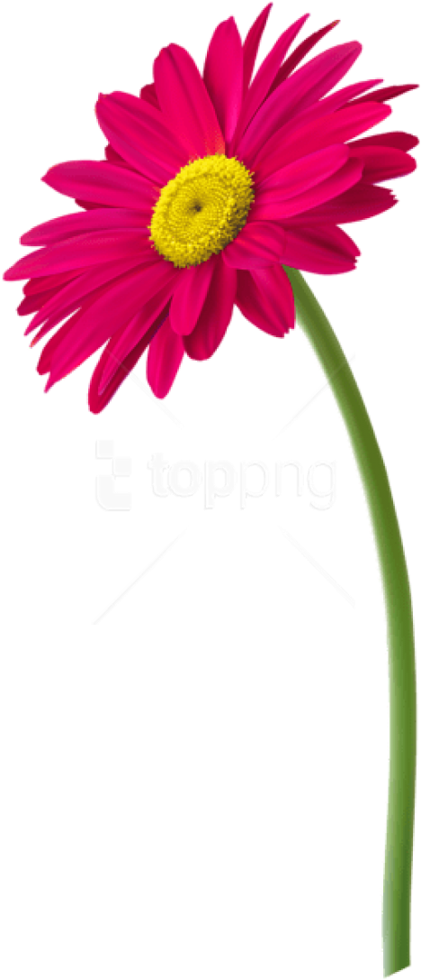 Free Png Download Pink Gerbera Flower Png Images Background - Flower Pot Png Transparent Clipart (480x1100), Png Download