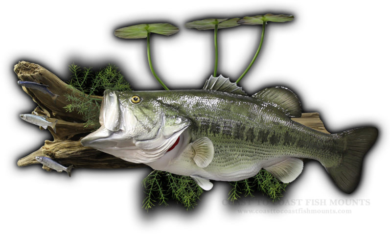 27\ - Sea Bass Clipart (800x485), Png Download