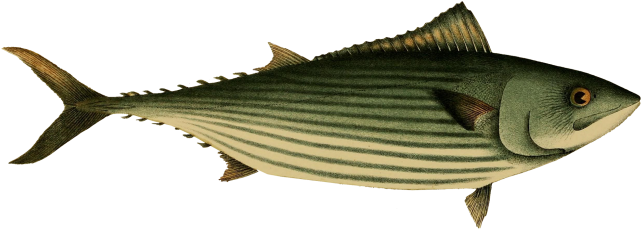 Australian Bonito Fish - Striper Bass Clipart (866x650), Png Download