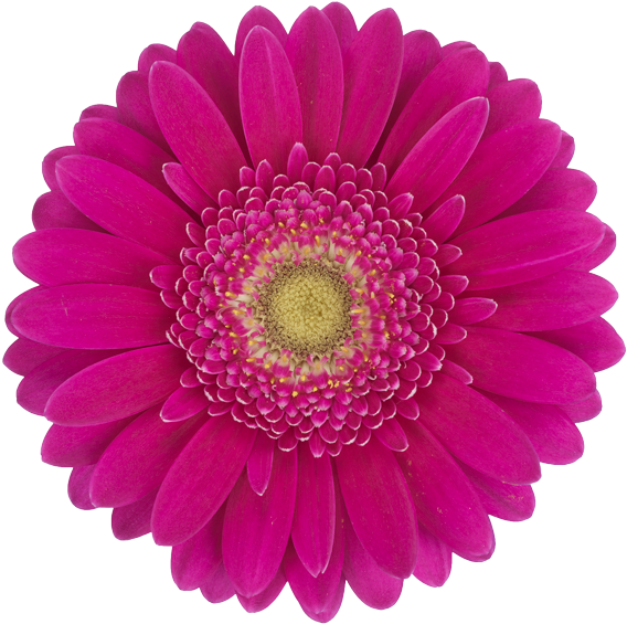 Products - Single Purple Gerbera Daisy Clipart (600x600), Png Download