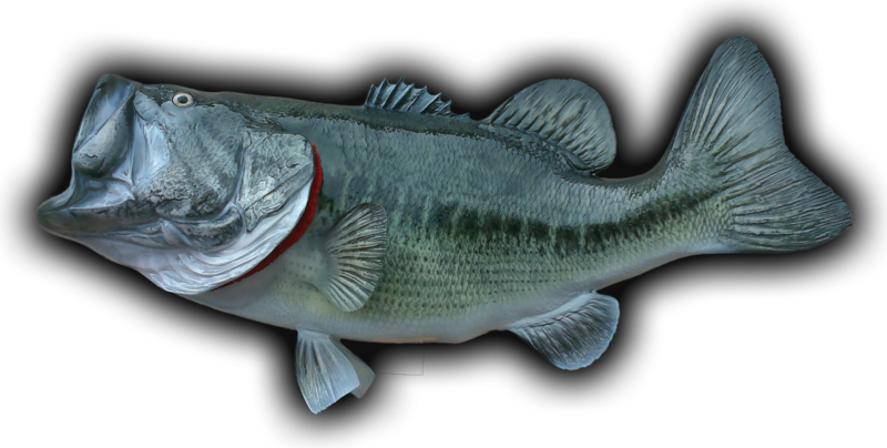 31\ - Sea Bass Clipart (800x404), Png Download