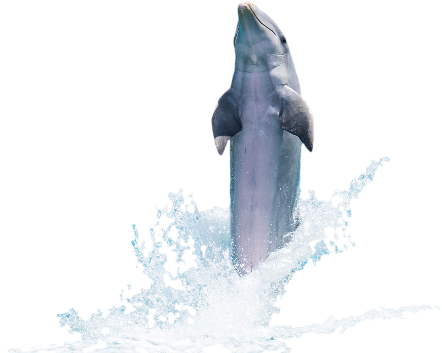 Download Png Image Report - Dolphin Psd Clipart (960x696), Png Download