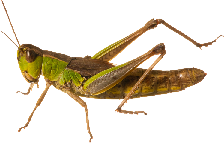 Grasshopper Png Clipart (747x479), Png Download