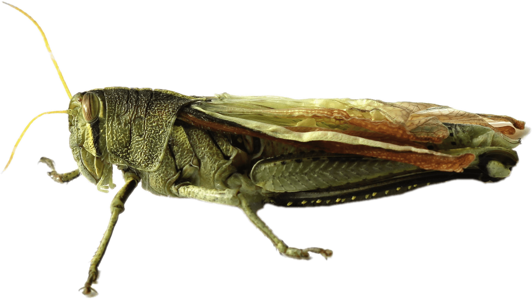 Grasshopper - Gafanhoto Png Clipart (2048x1238), Png Download