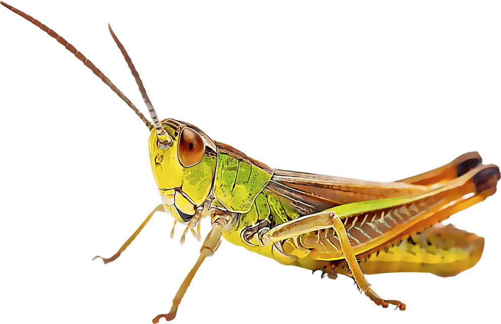 Grasshoppers Insetos Clipart Large Size Png Image Pikpng My Xxx Hot Girl