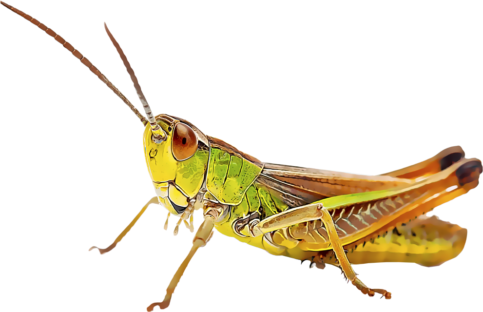 Grasshoppers - Insetos Clipart (1000x1000), Png Download