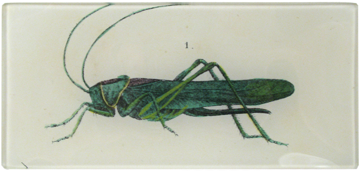 Grasshopper Clipart (800x800), Png Download