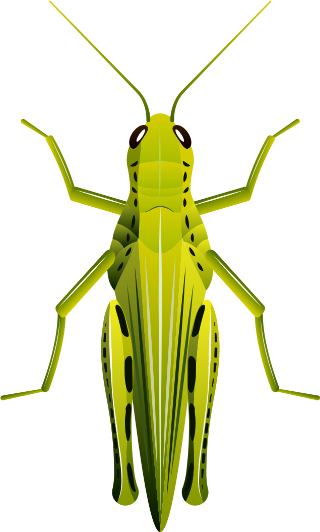 Graphic Transparent Download Clip Art Cartoon Painted - Caelifera - Png Download (905x1066), Png Download