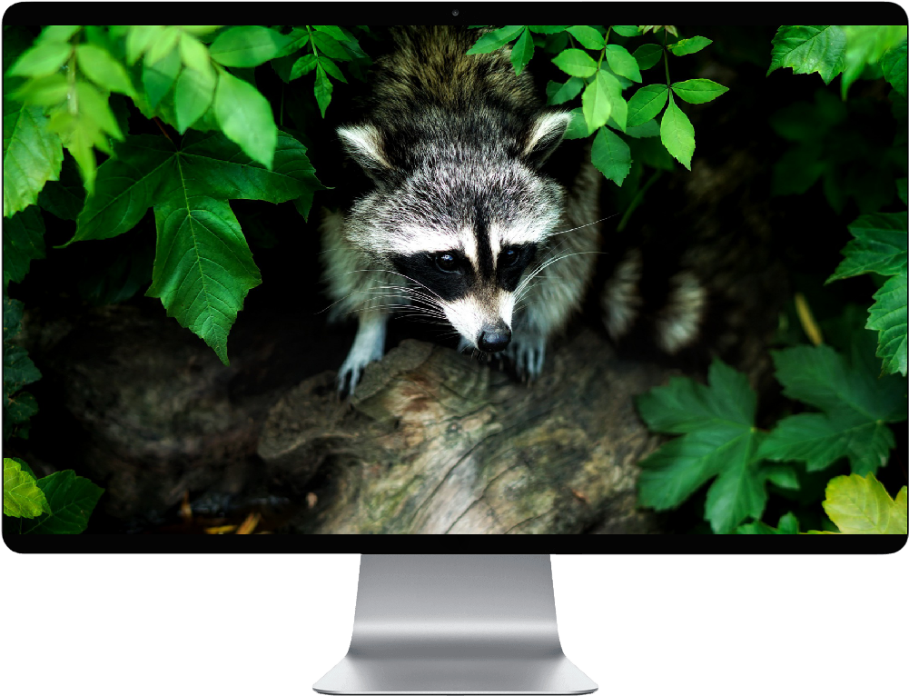 Raccoon Clipart (1000x1000), Png Download