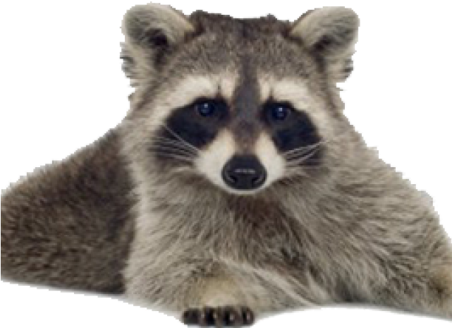 Raccoon Clipart (640x480), Png Download