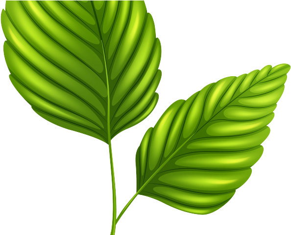 Green Leaves Clipart Outline - Clip Art - Png Download (640x480), Png Download