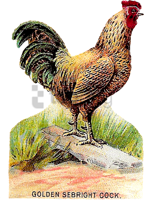 Free Png Download Chicken Wing Antique Illustration - Chicken Wing Antique Illustration Clipart (480x669), Png Download
