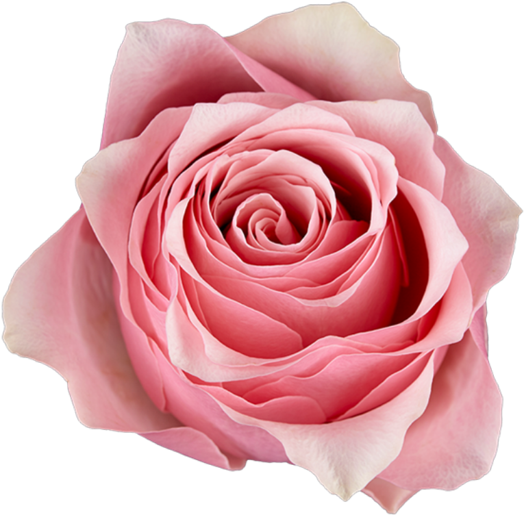 A - Floribunda Clipart (800x802), Png Download