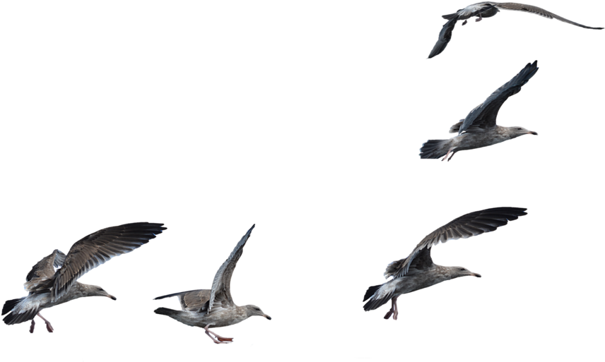 Seagulls Flying Transparent , Png Download - Flock Of Seagulls Png Clipart (856x513), Png Download