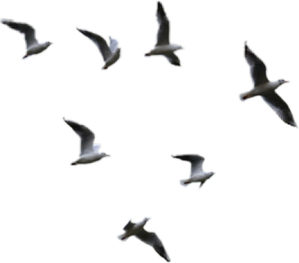 Seagulls Sticker - Transparent Birds Flying Png Clipart (1024x902), Png Download