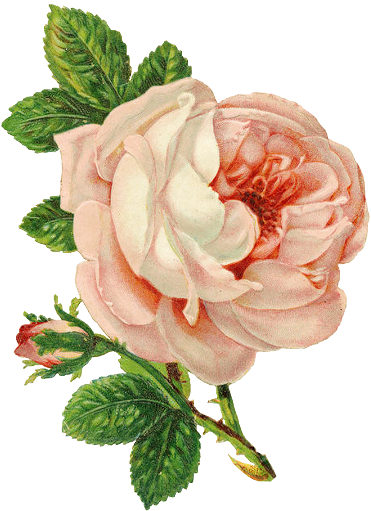 "the Rose Speaks Of Love Silently, In A Language Known - Vintage Flower Drawing Png Clipart (773x1046), Png Download