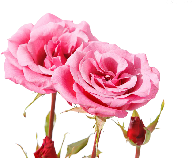 Beautiful Pink Roses - Beautiful Pinkrose Flowers Clipart (1024x683), Png Download