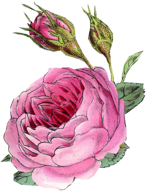 Vintage Rose Scrap Vintage Floral, Vintage Flowers, - Persian Buttercup Clipart (546x644), Png Download