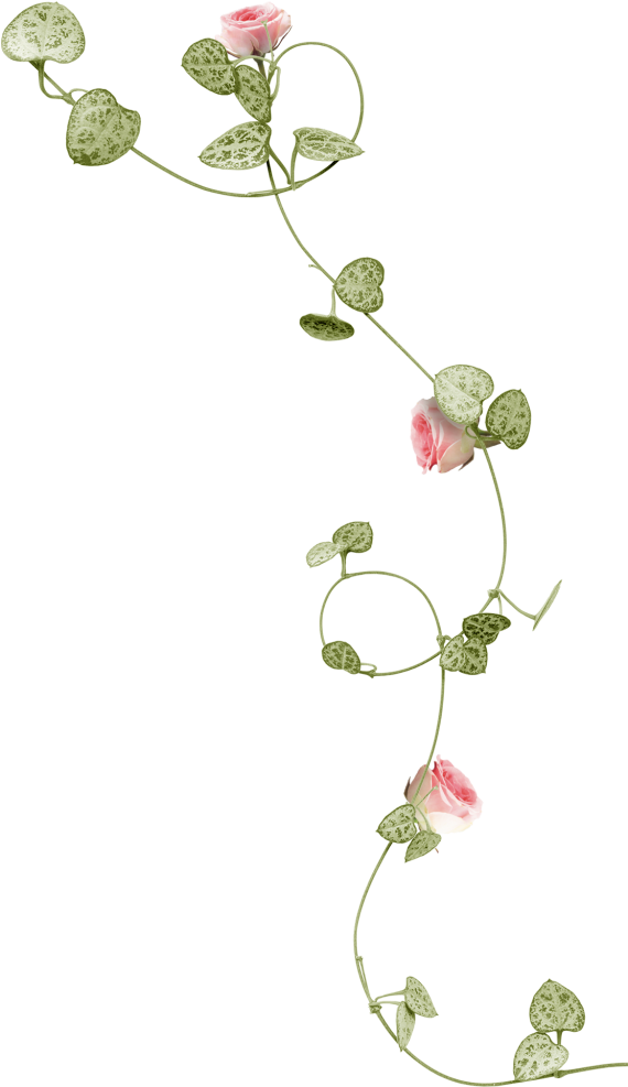 Flower Png - Rose Vine Png Clipart (569x1024), Png Download