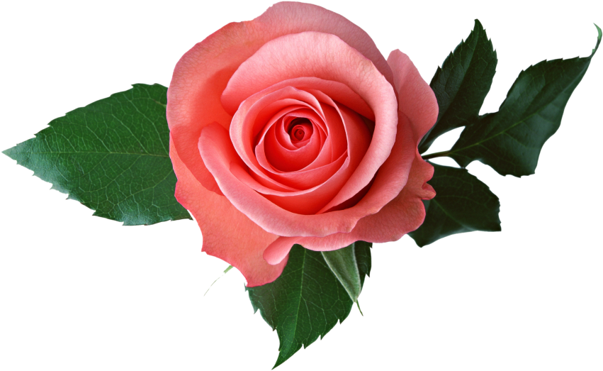 Pink Rose - Transparent Background Roses Transparent Clipart (866x650), Png Download