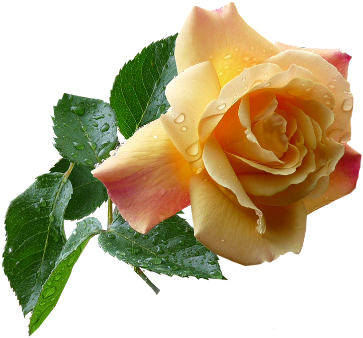 Flower Png Images - Yellow Rose Clipart (772x720), Png Download