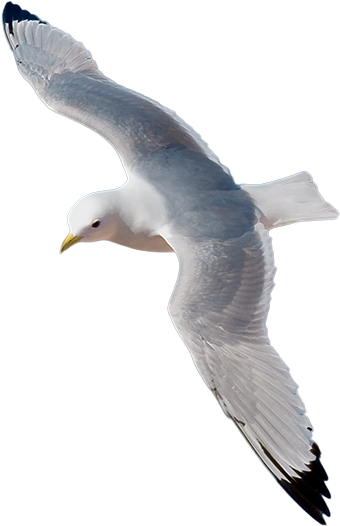 Kittiwake Png Clipart (577x591), Png Download