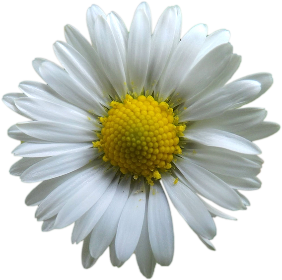 Blume Png Clipart (960x640), Png Download