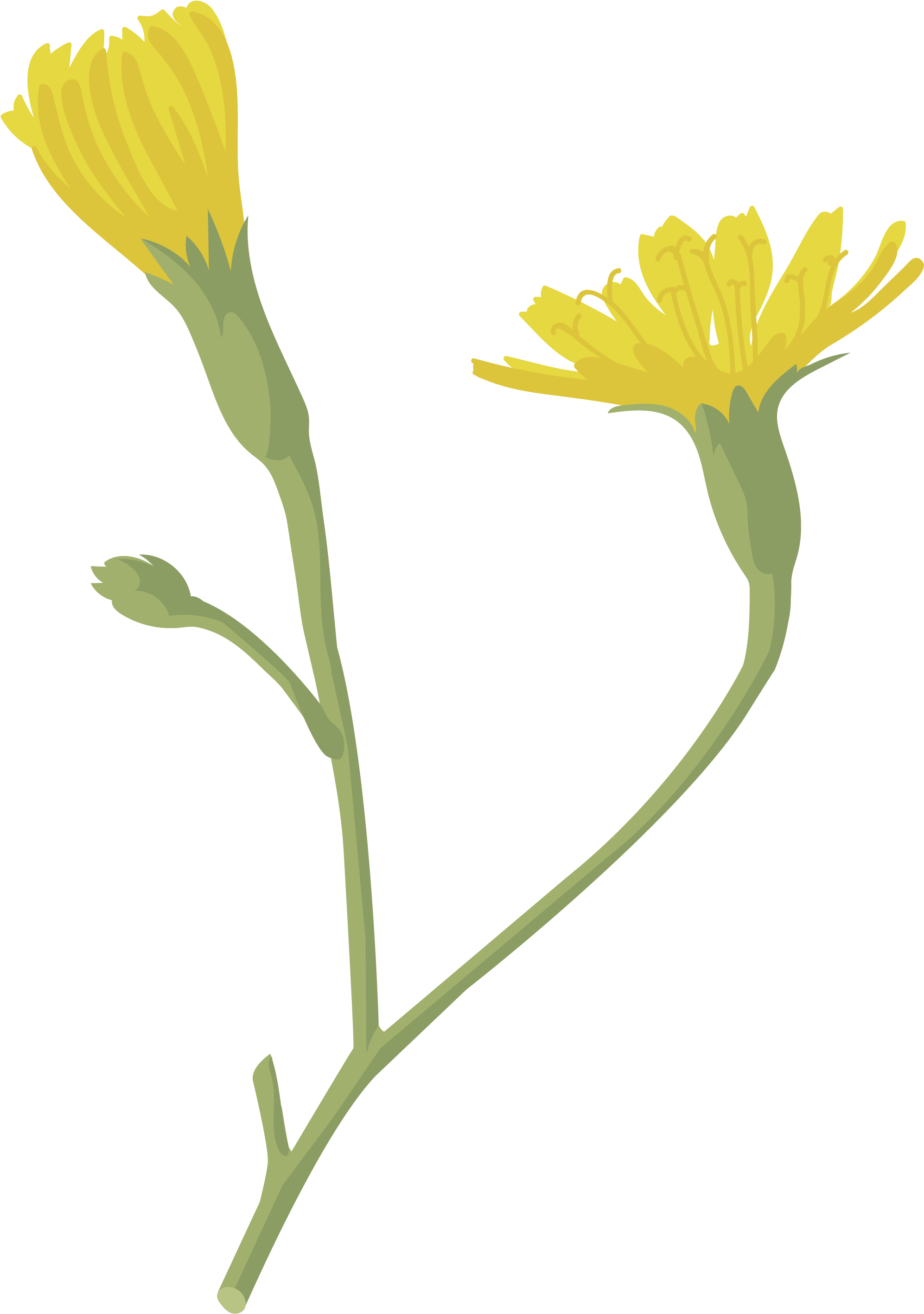 Lechugón - English Marigold Clipart (2480x3508), Png Download