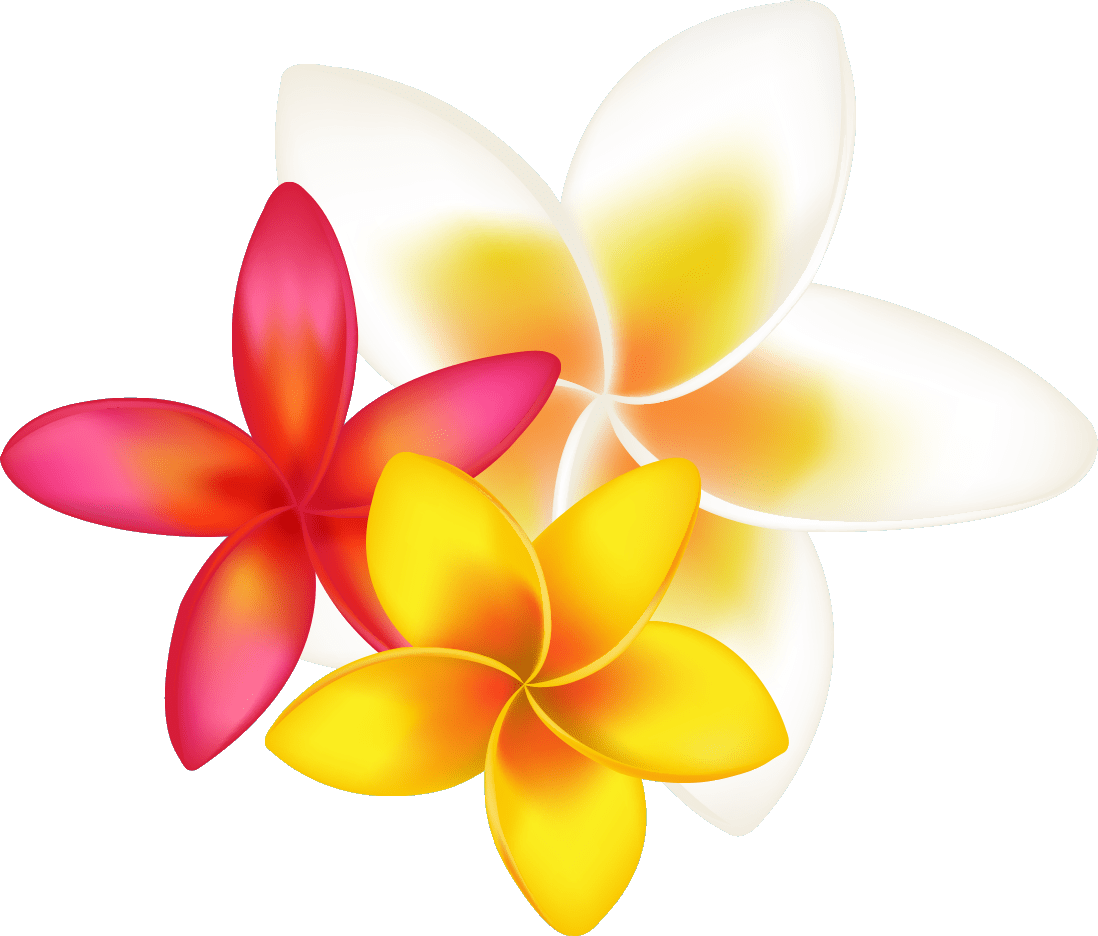 Tumblr Black And White Hibiscus Yahhoozmaps Us Plumeria - Transparent Tropical Flowers Clipart - Png Download (1098x936), Png Download