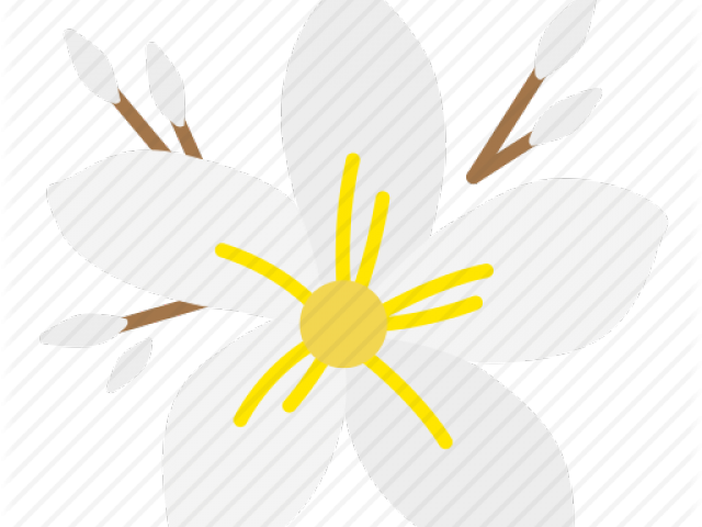 Frangipani Icon Png Clipart (640x480), Png Download