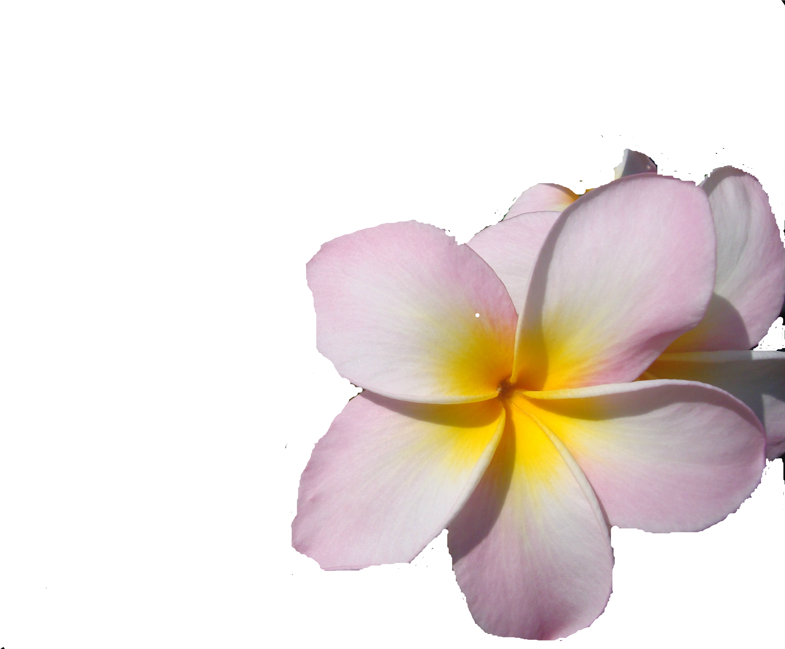 Frangipani Clipart (2892x2230), Png Download
